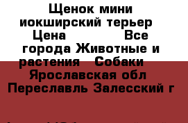 Щенок мини иокширский терьер › Цена ­ 10 000 - Все города Животные и растения » Собаки   . Ярославская обл.,Переславль-Залесский г.